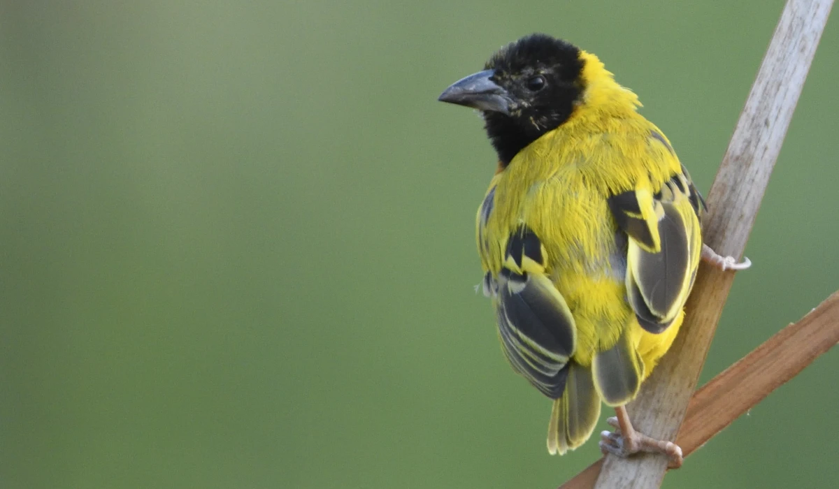 Black-headed Weaver