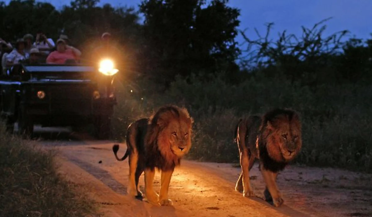 Night Game Drive
