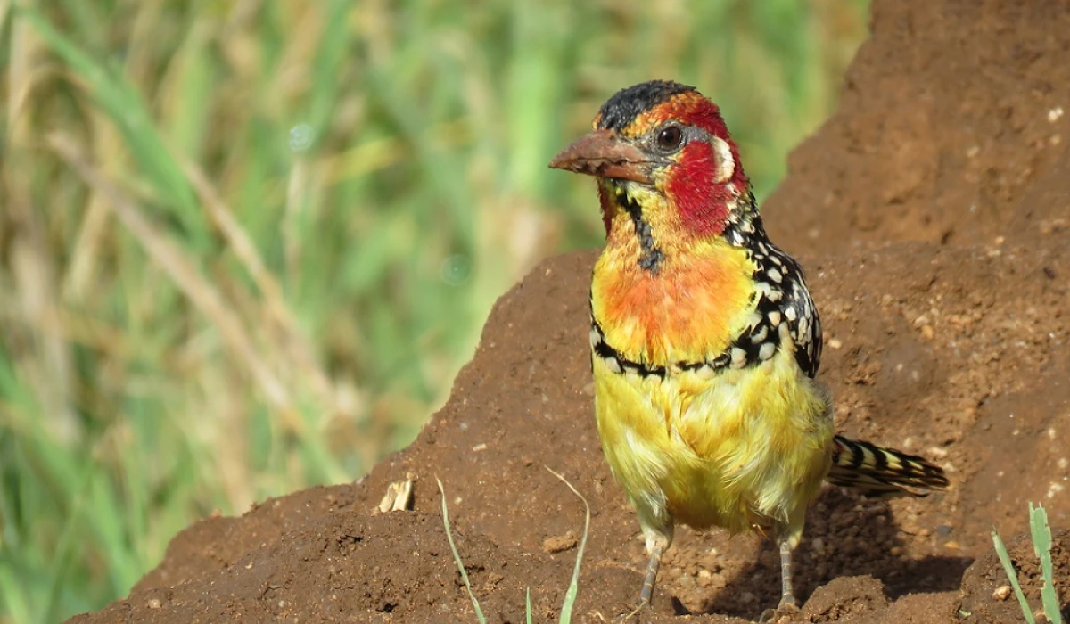 Top 10 Birds to Spot at Great View Lodge