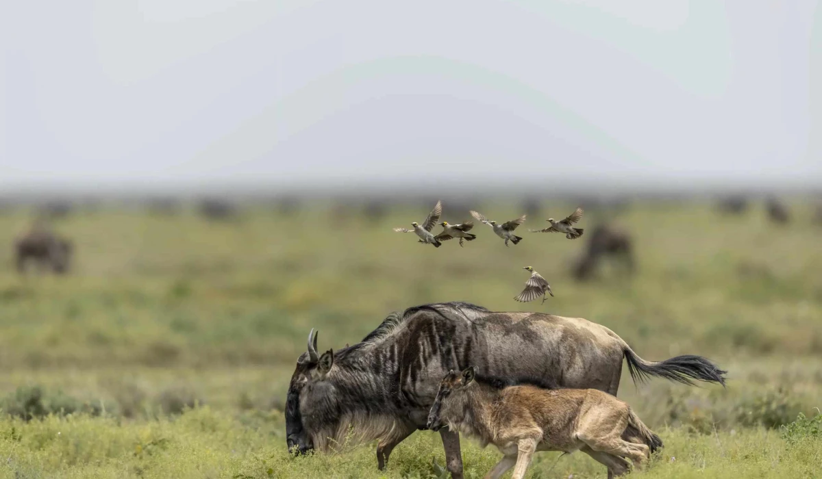 Why Great View Lodge Is the Perfect Safari Stopover