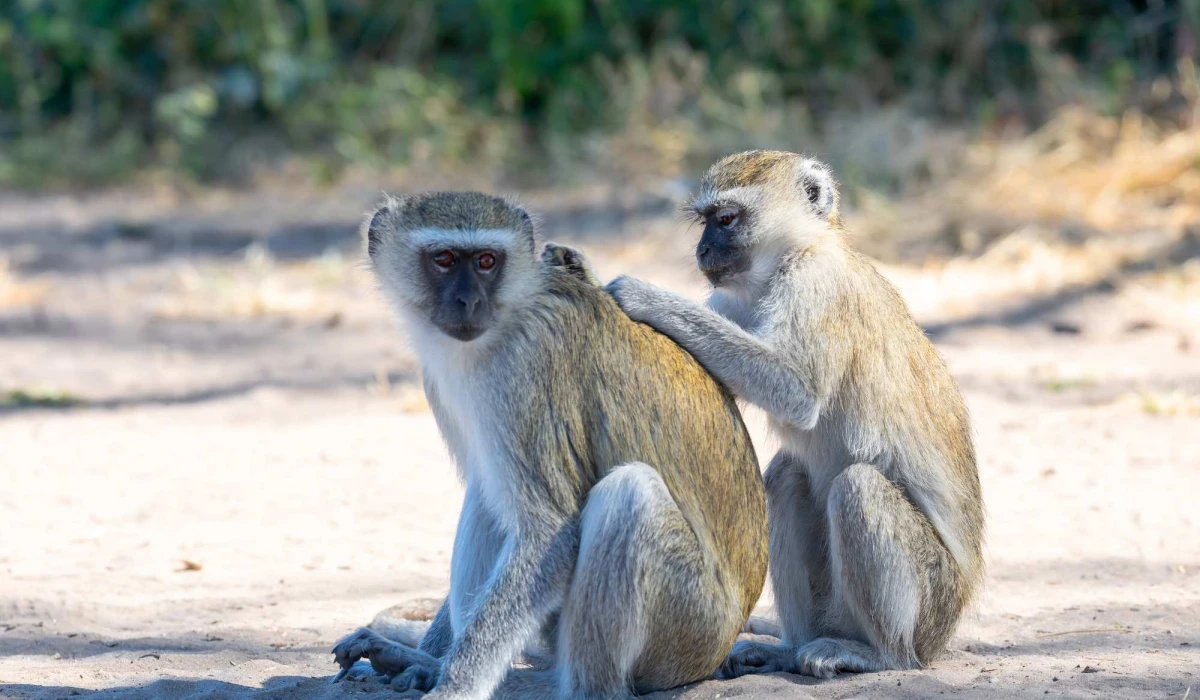 Meet the Primates of Great View Lodge